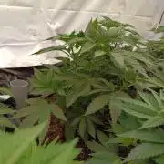 Any Day⛽️🍇🍋