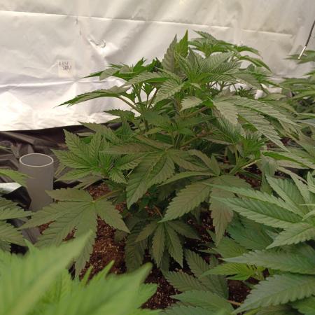 Any Day⛽️🍇🍋