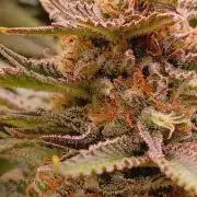 Blackberry Moonrocks