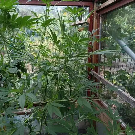 Lemongrass🍋 Greenhouse