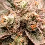 Godzilla Glue🦍
