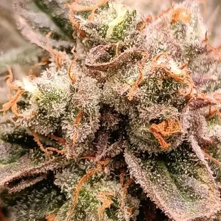Godzilla Glue🦍