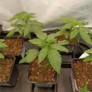 Any Day⛽️🍇🍋