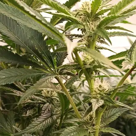 Pink Glitterbomb💣