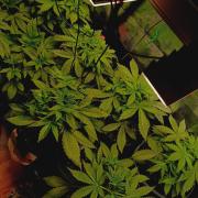 Jack Frost Widow Auto  Monkey Genetics🐒