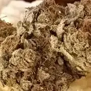 Epic Buzz🚀