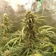 Jack Frost Widow Auto  Monkey Genetics🐒