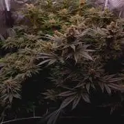 Super Boof 🍒🍪GC