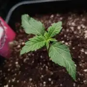 Cali Octane Triploid ⛽