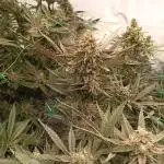 Godzilla Glue🦍