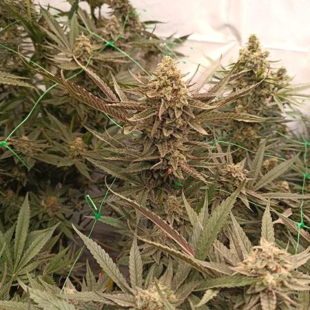 Godzilla Glue🦍