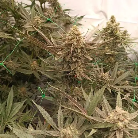 Godzilla Glue🦍