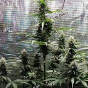 Biscotti Auto   Monkey Genetics🐒