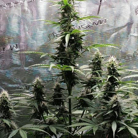 Biscotti Auto Monkey Genetics🐒
