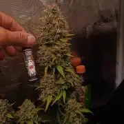 Biscotti Auto 🐒Gen. ATAMI Contest