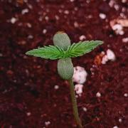 Blackberry Gas Auto Monkey Genetics🙊