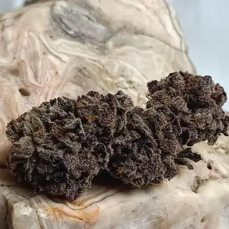 Notorious THC 💥