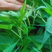 Blackberry Moonrocks