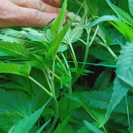 Blackberry Moonrocks