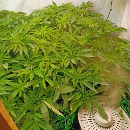 Blue Zushi🍣⛩️