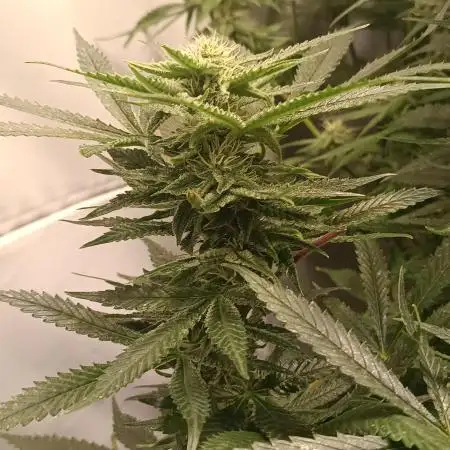 Sticky Wasabi Triploid F1🥢
