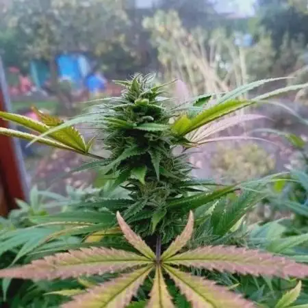 Hella Jelly🍭 Greenhouse