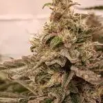 Pink Glitterbomb💣