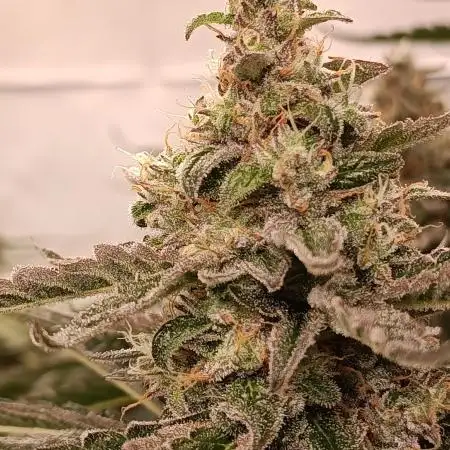 Pink Glitterbomb💣