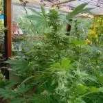 Moon Walker Kush🌚Greenhouse