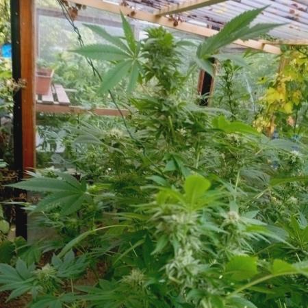 Moon Walker Kush🌚Greenhouse