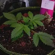 Biscotti Auto Monkey Genetics🐒