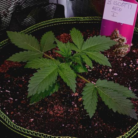 Biscotti Auto Monkey Geneticsπ