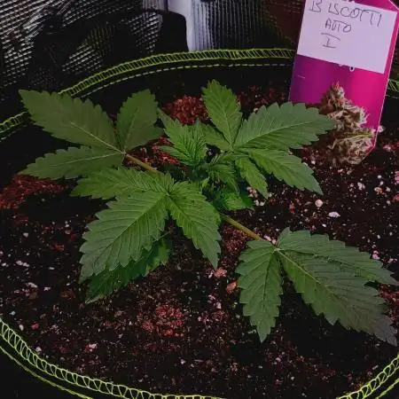 Biscotti Auto   Monkey Genetics🐒