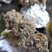 NL x Runtz🌌