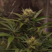 Blackberry Gas Auto Monkey Genetics🙊