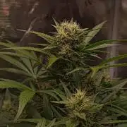 Blackberry Gas Auto Monkey Genetics🙊