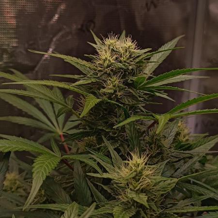 Blackberry Gas Auto Monkey Genetics🙊
