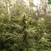 Jack Frost Widow Auto  Monkey Genetics🐒