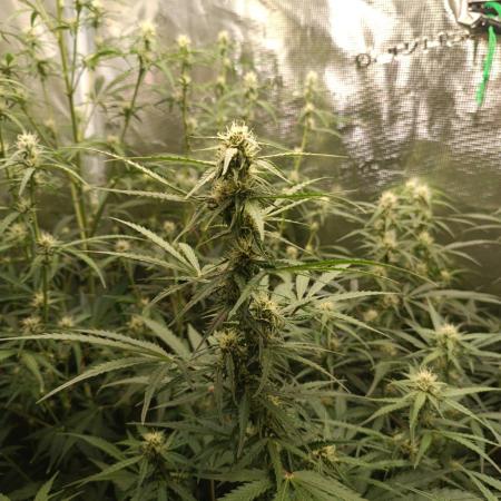 Jack Frost Widow Auto  Monkey Genetics🐒