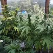 Hella Jelly🍭 Greenhouse