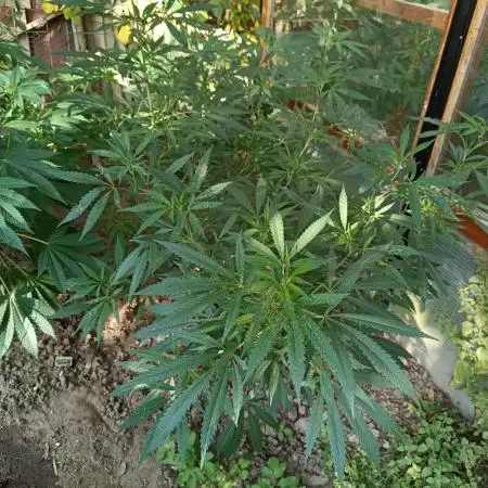 Chaos Cake Outdoor