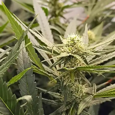 Chaos Cake🍰