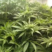 Blackberry Moonrocks