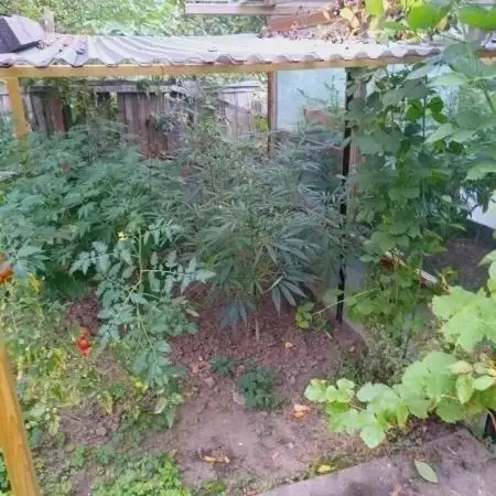 Chaos Cake Outdoor