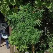 Gorila Fast 🦍 Pyramid Seeds