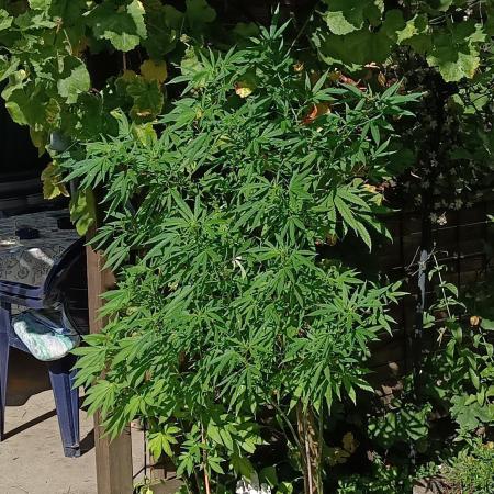 Gorila Fast 🦍 Pyramid Seeds