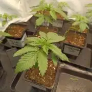 Blue Zushi🍣⛩️