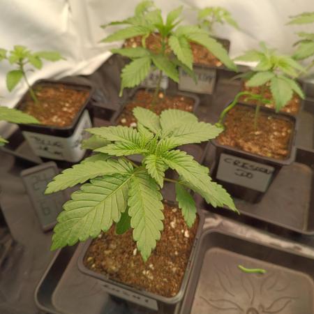 Blue Zushi🍣⛩️