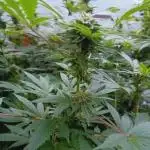 Moon Walker Kush🌚Greenhouse