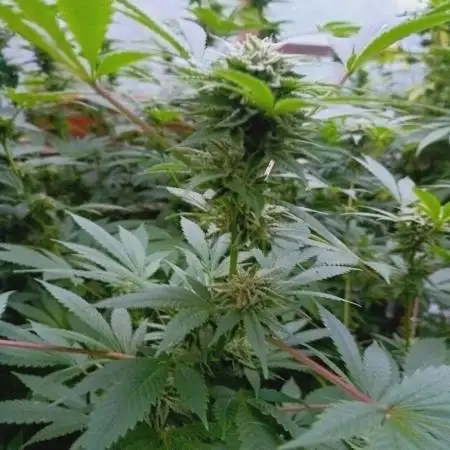 Moon Walker Kush🌚Greenhouse